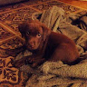 Meet your Posher, Lisa